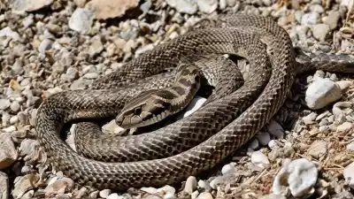 Top 5 de los animales más peligrosos de España que debes conocer
