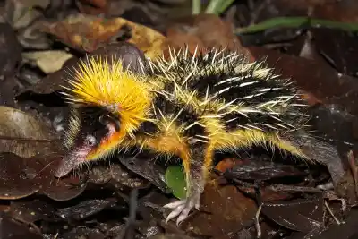 Top 7 de los Animales Más Raros de África que Parecen de Otro Planeta