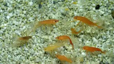 Top 10 Animales Pequeños Acuáticos Más Fascinantes del Mundo
