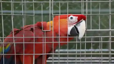 Top 5 de los animales más traficados en México que te sorprenderán