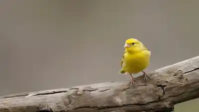 Top 7 Animales Pequeños Amarillos Más Fascinantes de la Naturaleza