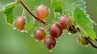 Top 7 de Frutas Nativas de Europa que Probablemente No Conocías