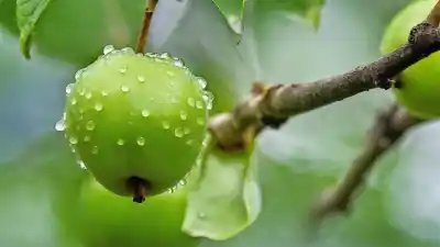 Top 7 de las frutas más venenosas del mundo que debes evitar