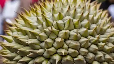 Top 7 de las Frutas Más «Feas» del Mundo: Belleza escondida en formas extrañas