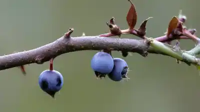 Top 5 de las Frutas Nativas de Inglaterra: Un Sabor Auténticamente Británico