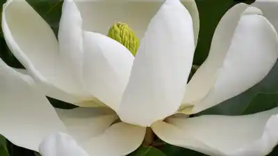 Top 7 de Plantas con Flores Blancas Grandes para un Jardín de Ensueño