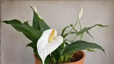 Top 7 de Plantas de Interior con Flores Blancas para Purificar y Embellecer tu Hogar