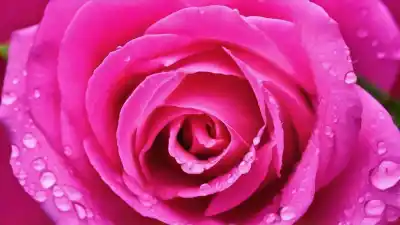 Top 10 de las Plantas con Flores Más Hermosas del Mundo