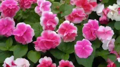 Top 7 de Plantas con Flores Todo el Año: Color Perpetuo en tu Jardín
