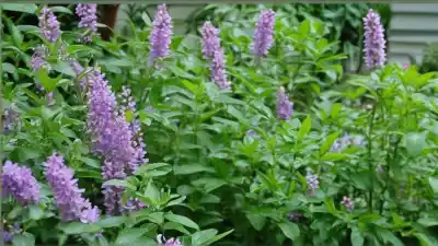 Top 7 de Plantas con Flores Aromáticas que Transformarán tu Jardín y tu Hogar