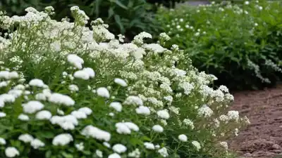 Top 10 de Plantas con Flores Blancas Pequeñas para un Jardín de Ensueño