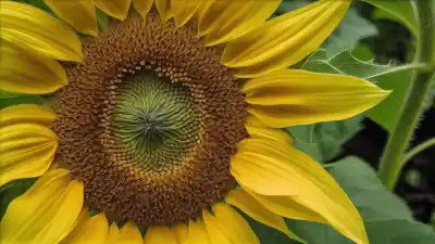 Top 10 Plantas con Flores Amarillas que Iluminarán tu Jardín y tu Vida