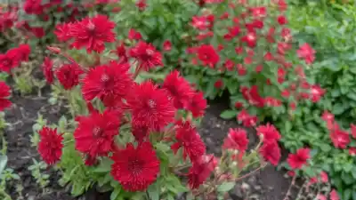 Top 10 Plantas con Flores Rojas que Robarán tu Mirada
