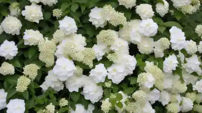 Top 7 de Plantas con Flores Blancas de Exterior para un Jardín de Ensueño
