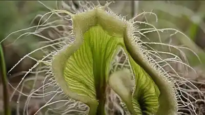 Top 7 de las Plantas Carnívoras Más «Feas» del Mundo: Una Belleza Macabra