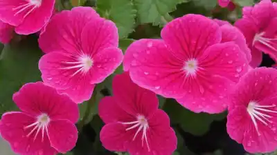 Top 10 de las Plantas con Flor Más Resistentes: Belleza a Prueba de Todo