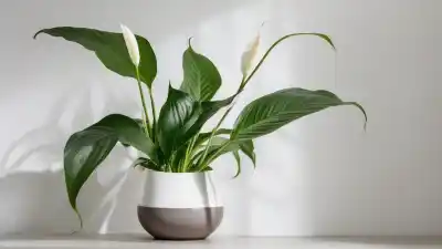 Top 10 Plantas de Interior Más Beneficiosas para la Salud que Necesitas en tu Hogar