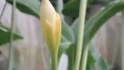 Top 5 de las Plantas Más Delicadas del Mundo: Bellezas que Exigen un Toque de Magia