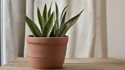 Top 10 de las Plantas Más Fáciles de Cuidar para Principiantes (¡Casi Imposibles de Matar!)