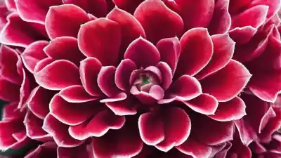 Las 10 Plantas Más Bonitas para Regalar: Belleza que Perdura Más Allá de las Flores