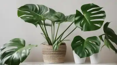 Top 10 de las Plantas Más Bonitas para Casa que Transformarán tu Hogar