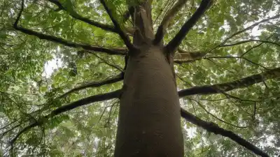Las 10 Plantas Más Importantes del Amazonas: Pilares de la Selva y la Humanidad