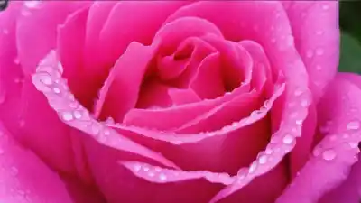 Top 10 de las Plantas Más Lindas del Mundo: Belleza Natural en Cada Pétalo