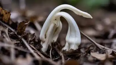 Top 7 de las Plantas Más Bonitas que Realmente Crecen en la Oscuridad