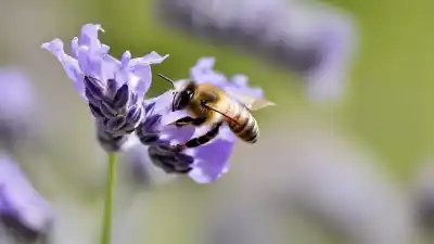 Top 5 de Plantas que Atraen Más a las Abejas y Salvan Nuestros Jardines