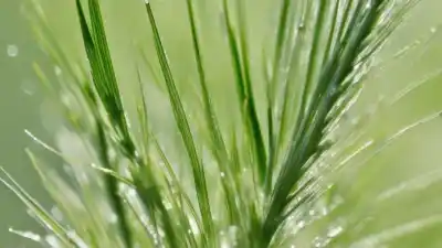 Top 10 de las Plantas Más Alergénicas que Debes Conocer (y Evitar)