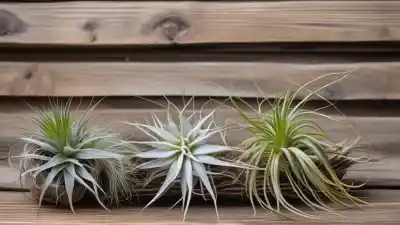 Top 5 de las Plantas Aéreas Más Comunes que Transformarán tu Hogar