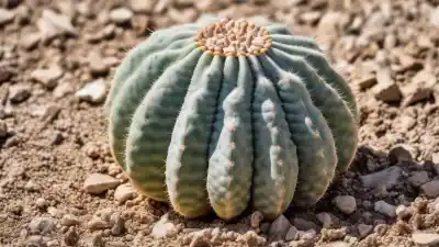 Top 7 de las Plantas Más Alucinógenas del Mundo: Un Viaje a la Conciencia Alterada