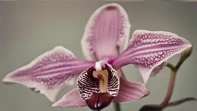 Top 5 de las Flores Más Sexuales y Provocativas del Mundo Natural