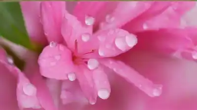 Top 10 de las Flores Más Venenosas del Mundo: Bellezas Mortales que Debes Conocer