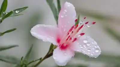 Top 10 de las Flores Más Peligrosas del Mundo: Bellezas Mortales