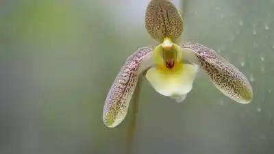 Top 10 de las Flores Más Exóticas del Mundo: Bellezas que Parecen de Otro Planeta
