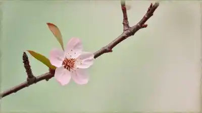 Top 5 de las Flores Más Frágiles del Mundo: Bellezas Efímeras