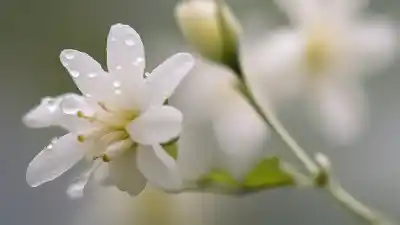 Top 7 de las Flores con el Aroma Más Intenso y Delicioso que Existen