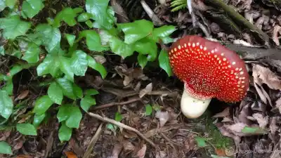Top 5 de las Flores Más Grandes del Mundo: Gigantes Botánicos que Desafían la Imaginación