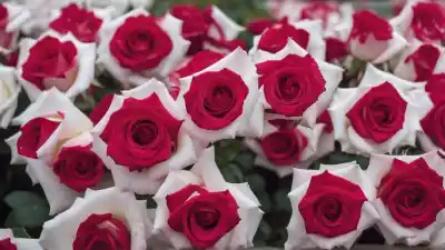Top 10 de las Flores Más Cultivadas en el Mundo: Belleza y Negocio