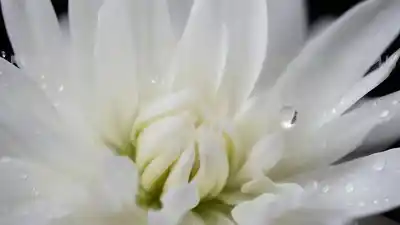 Top 5 de las Flores Más Delicadas del Mundo: Belleza Efímera