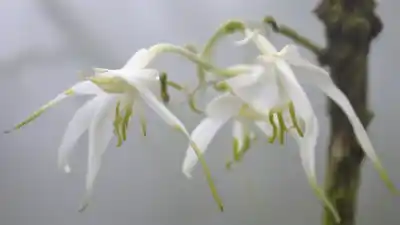Las 5 Flores Más Difíciles de Encontrar del Mundo: Tesoros Botánicos en Peligro