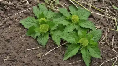 Top 10 Plantas Silvestres Comestibles que Puedes Encontrar y Disfrutar