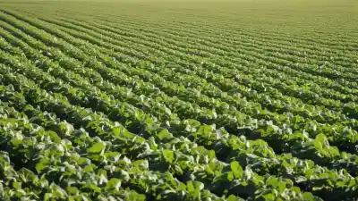 Top 5 de las Plantas Transgénicas Más Abundantes en el Mundo que Dominan la Agricultura