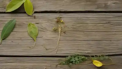 Top 10 de las Plantas Medicinales Más Utilizadas en Ecuador que Tienes que Conocer