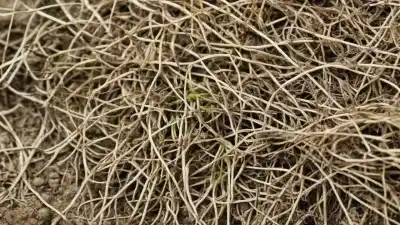 Top 5 de las Plantas con Más Nitrógeno que Debes Conocer