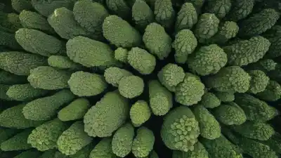 Top 5 de las Plantas Más Conocidas de la Selva Peruana que Debes Conocer