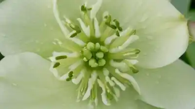 Top 7 de Plantas con Flores Verdes: La Rareza Botánica que Desafía la Norma
