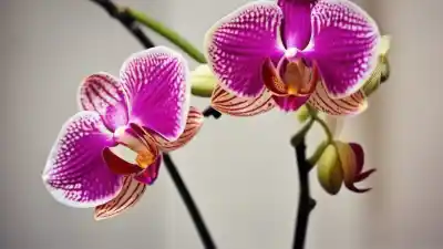 Top 10 de Plantas con Flores Tropicales Más Espectaculares del Mundo