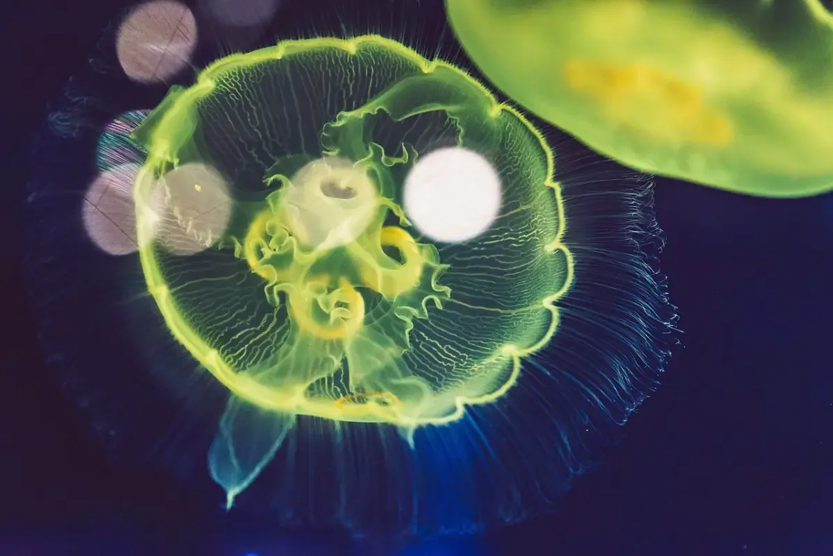 curiosidades de las Medusas (Cnidaria) -2